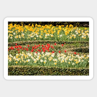 Spring flowers in the UK Sticker